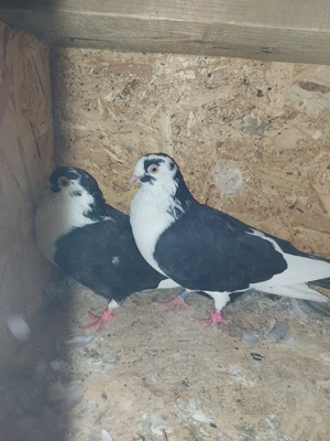 Vând porumbei tineret - imagine 5