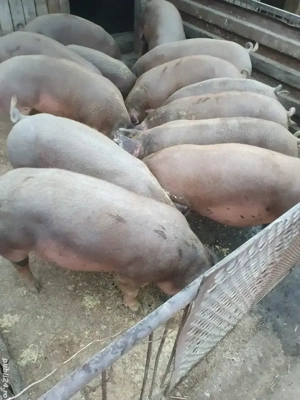 Grăsuni pentru Craciun