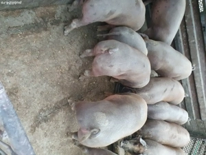 Grăsuni pentru Craciun - imagine 3 Grăsuni pentru Craciun - imagine 3