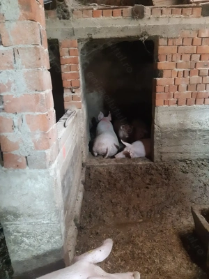 Porci crescuti BiO - imagine 3 Porci crescuti BiO - imagine 3