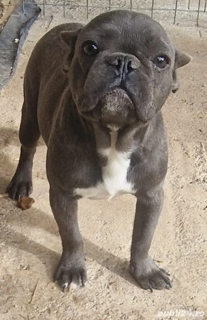 Buldog francez blue cu pete   - imagine 2 Buldog francez blue cu pete   - imagine 2