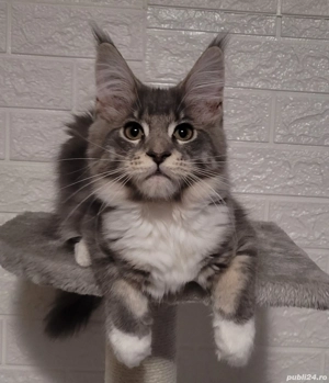 Vand pui Maine Coon , 3000 ron - imagine 2