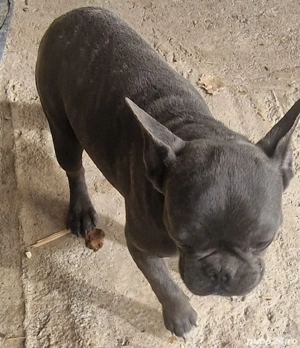 Buldog francez blue cu pete   - imagine 3 Buldog francez blue cu pete   - imagine 3