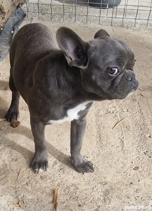 Buldog francez blue cu pete   - imagine 4 Buldog francez blue cu pete   - imagine 4