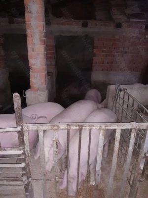 Porci crescuti BiO - imagine 2 Porci crescuti BiO - imagine 2