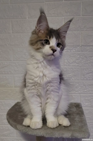 Vand pui Maine Coon , 3000 ron - imagine 3