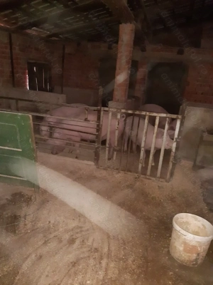 Porci crescuti BiO - imagine 4 Porci crescuti BiO - imagine 4