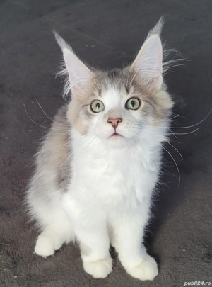 Vand pui Maine Coon , 3000 ron - imagine 4