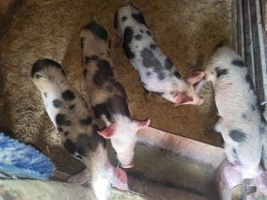 Purcei 12 săptămâni             - imagine 2 Purcei 12 săptămâni             - imagine 2