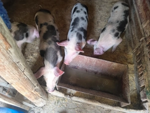 Purcei 12 săptămâni             - imagine 3 Purcei 12 săptămâni             - imagine 3