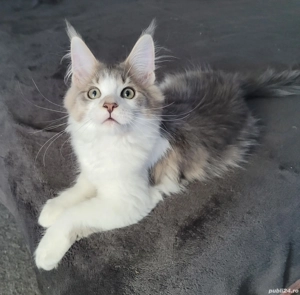 Vand pui Maine Coon , 3000 ron - imagine 5