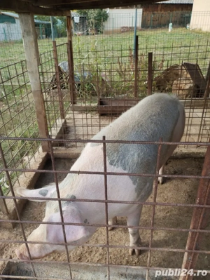 vand purcea de vanzare