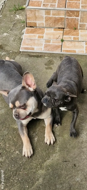 Buldog francez blue cu pete   - imagine 5 Buldog francez blue cu pete   - imagine 5