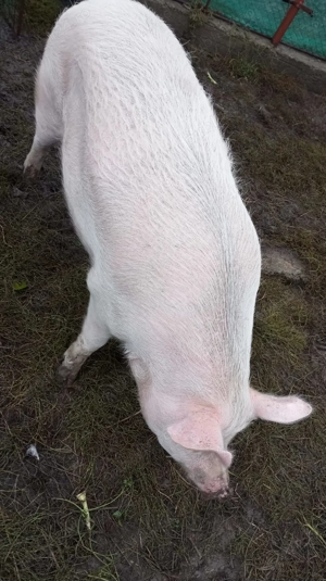 Se vinde ce se vede în imagine