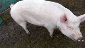 Se vinde ce se vede în imagine - imagine 2