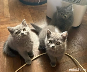 Pui British Short Hair Si Long Hair