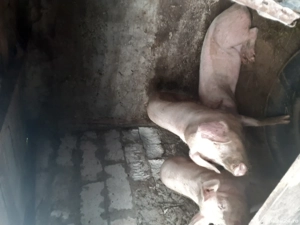 porcii de 200 kg - imagine 2