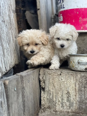 Bischon mini toy  - imagine 3 Bischon mini toy  - imagine 3