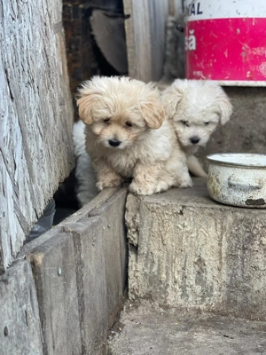 Bischon mini toy  - imagine 2 Bischon mini toy  - imagine 2