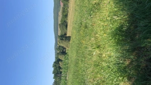 Vand lucerna ne anul acesta