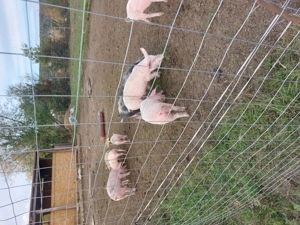 Vand purcei mari si mici  - imagine 3 Vand purcei mari si mici  - imagine 3