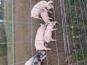 Vand purcei mari si mici  - imagine 2 Vand purcei mari si mici  - imagine 2