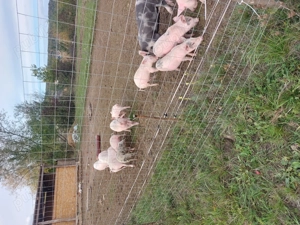 Vand purcei mari si mici  - imagine 4 Vand purcei mari si mici  - imagine 4