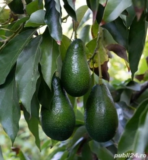 munca in spnaia avocado
