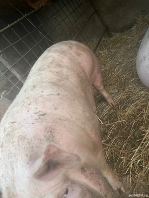 Vand porc aproximativ 200 kg  - imagine 2