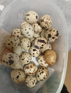 Vând oua de prepeliță 