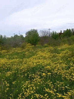 5 terenuri extravilane, arabile in zona Verguleasa (lipita de Buzau)