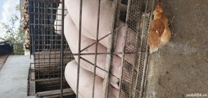 porci pentru sacrificare 