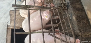 porci pentru sacrificare  - imagine 3