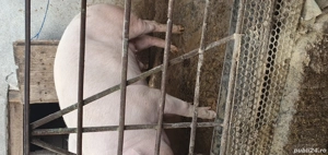 porci pentru sacrificare  - imagine 4