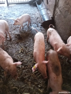 Purcei 10 saptamani - imagine 2