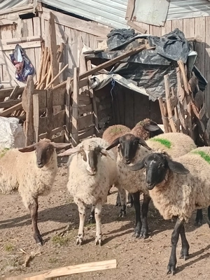 3 mieluțe și 1 berbecuț  - imagine 2