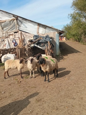 3 mieluțe și 1 berbecuț 