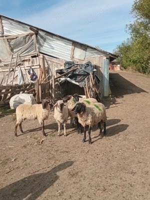 3 mieluțe și 1 berbecuț  - imagine 3