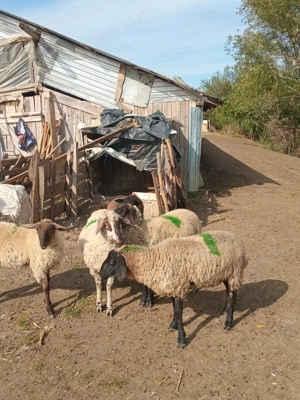 3 mieluțe și 1 berbecuț  - imagine 4