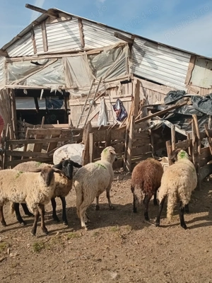 3 mieluțe și 1 berbecuț  - imagine 5