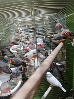 Vând zebre australiene reproducătoare! 