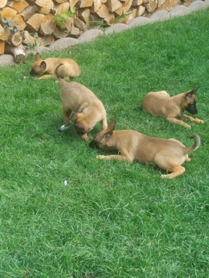 Căței de ciobănesc belgian de malinois  - imagine 4