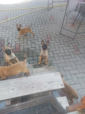Căței de ciobănesc belgian de malinois  - imagine 5