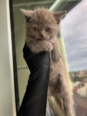 British Lila, baietel