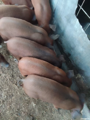 Purcei Duroc rasă pură 