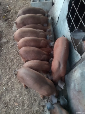 Purcei Duroc rasă pură  - imagine 2