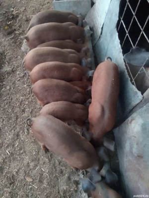 Purcei Duroc rasă pură  - imagine 3