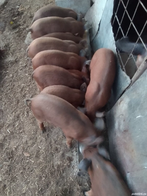 Purcei Duroc rasă pură  - imagine 4