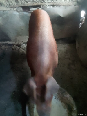 Porc Duroc  - imagine 2 Porc Duroc  - imagine 2