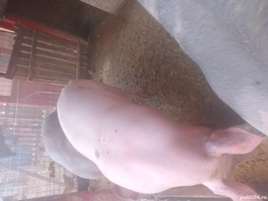 Porci de vanzare pentru Craciun ! - imagine 2 Porci de vanzare pentru Craciun ! - imagine 2